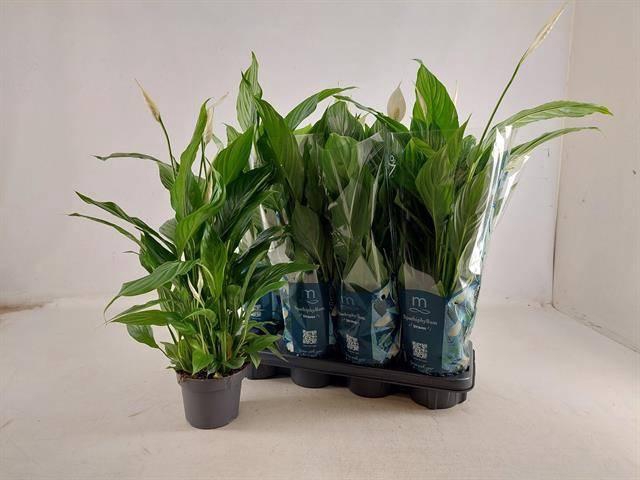 <h4>SPATH STRAUSS</h4>