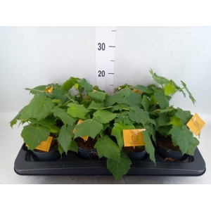 Sparrmannia africana