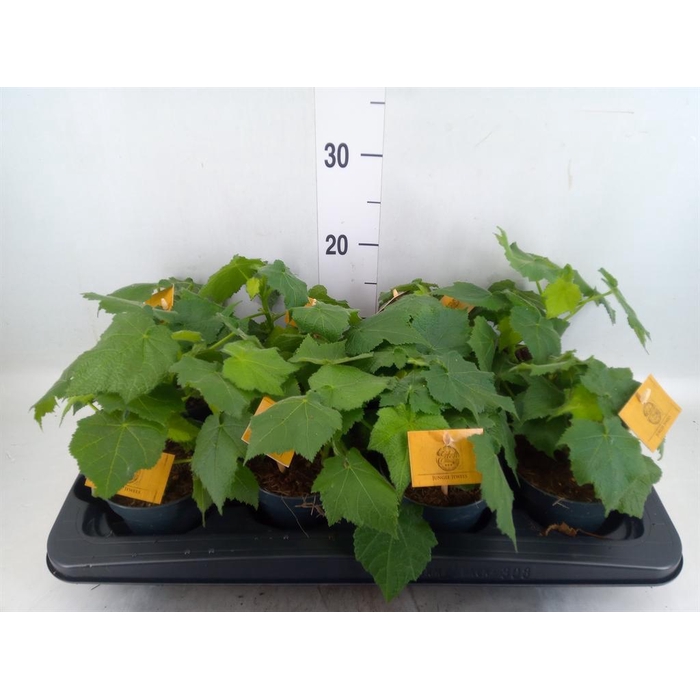 <h4>Sparrmannia africana</h4>