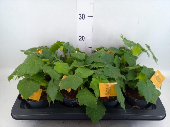 <h4>Sparrmannia africana</h4>