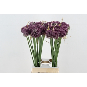 ALLIUM GROOTBLOEMIG