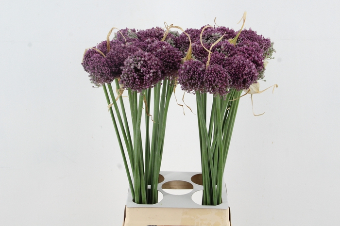 <h4>ALLIUM GROOTBLOEMIG</h4>