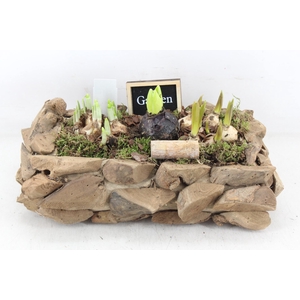 arr4 Bollenmix JS - Druivenhout rechth. L