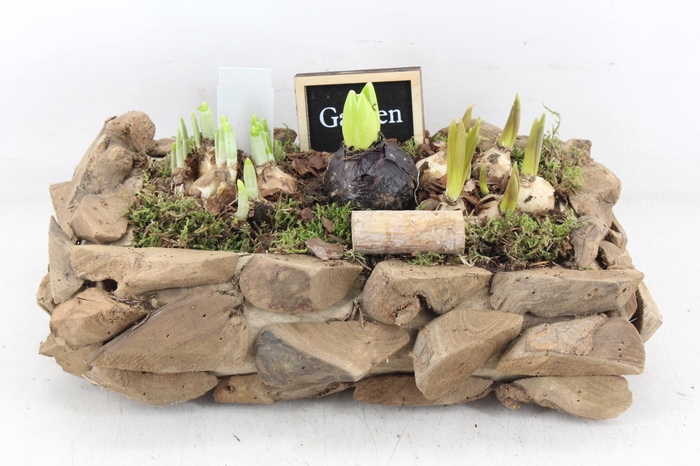 <h4>arr4 Bollenmix JS - Druivenhout rechth. L</h4>