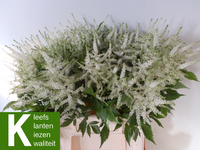 <h4>ASTIL JA WASHINGTON</h4>