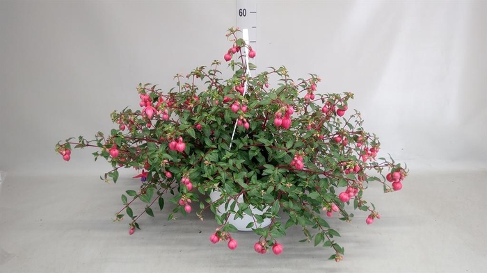 <h4>Fuchsia   ...</h4>