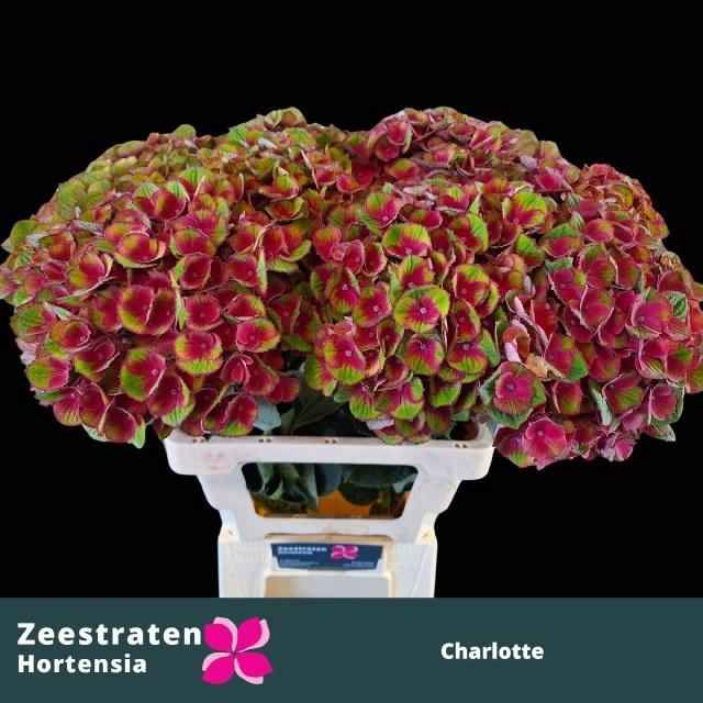 <h4>HYDR M MAG CHARLOTTE</h4>