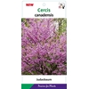 Cercis canadensis