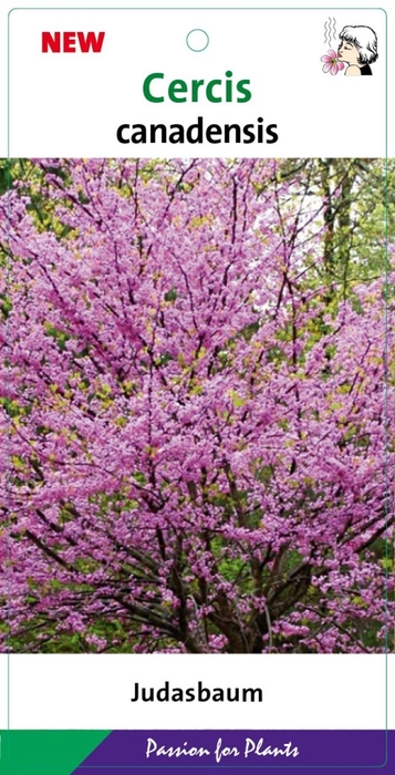 Cercis canadensis