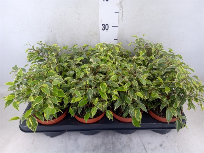 <h4>Ficus benja. 'Kinky'</h4>