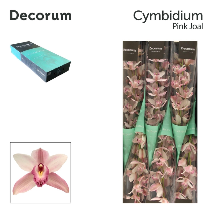 <h4>CYMB T JOAL Decorum 60cm</h4>