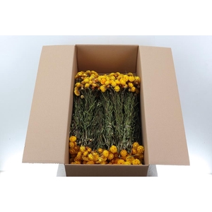 Helichrysum Dried Yellow 100gr