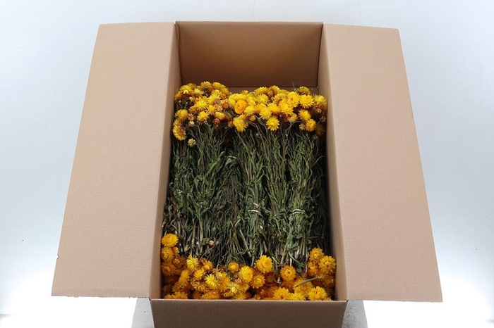 Helichrysum Dried Yellow 100gr