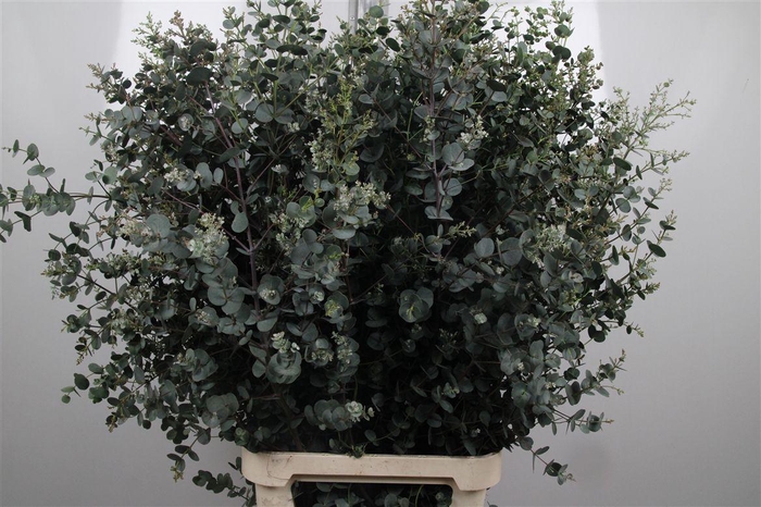 <h4>Euca Gu Azura 125cm</h4>