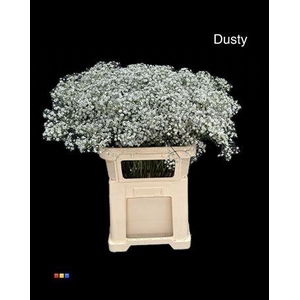 Gyps Xlence Dusty Grey