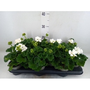 Pelargonium zona. 'Cast Isab White'