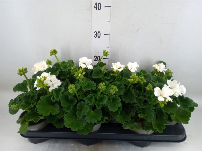 <h4>Pelargonium zona. 'Cast Isab White'</h4>
