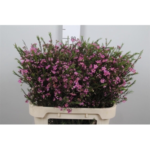 Chame Un Purple Prid