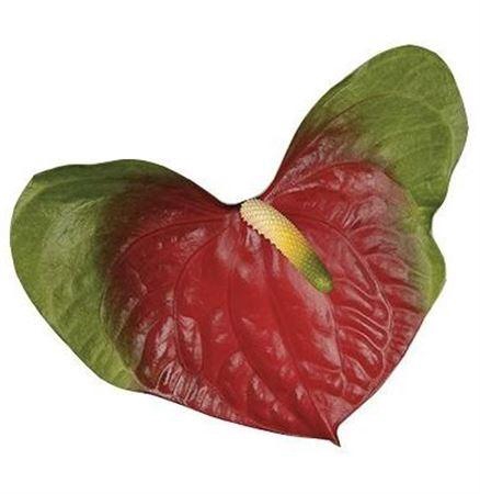 <h4>Anth A Narita</h4>