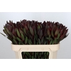 Leucadendron Saf Sunset Dark Red