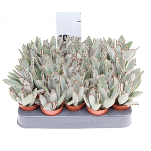 Kalanchoe NF tomentosa