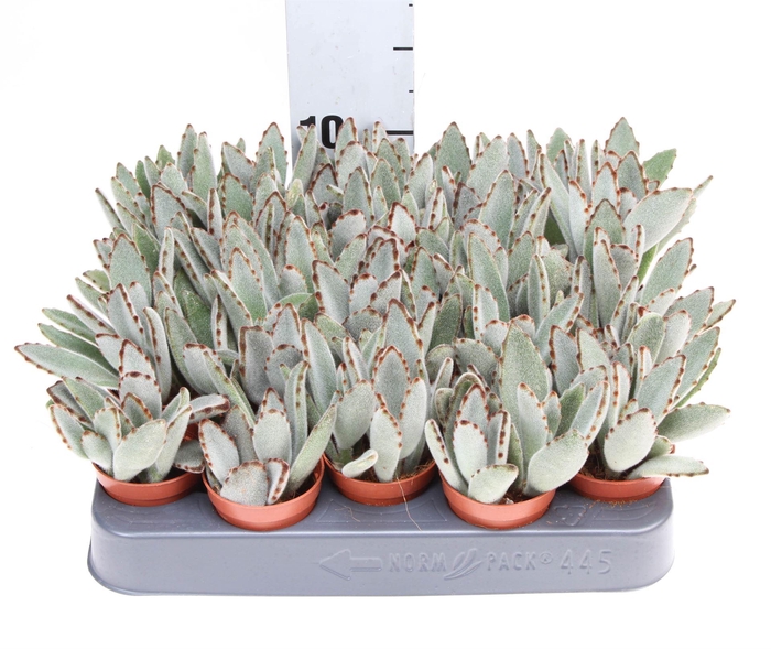 <h4>Kalanchoe NF tomentosa</h4>