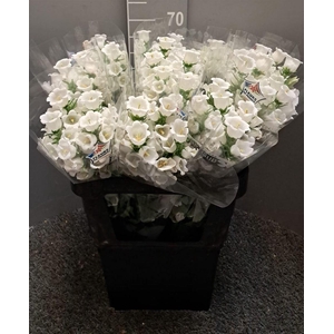 Campanula White Bianco