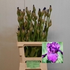 Iris Germanica Cup Race