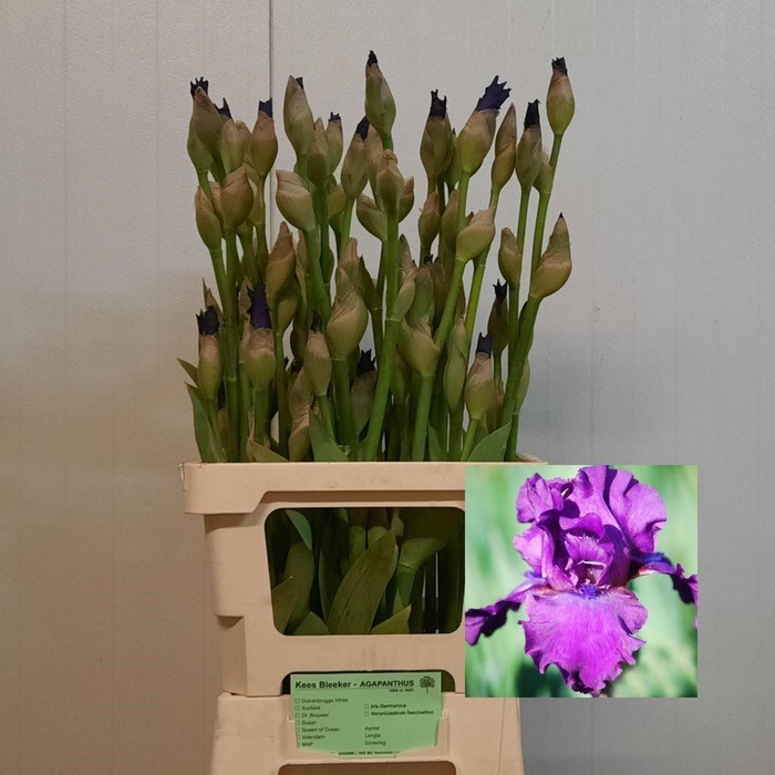 Iris Germanica Cup Race