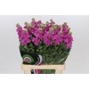 Matthiola incana 'Pink'