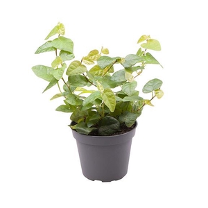 FICUS PUMILA P6 ARINA