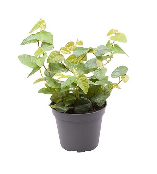 <h4>FICUS PUMILA P6 ARINA</h4>
