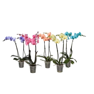 Phal I am mix 2T14+