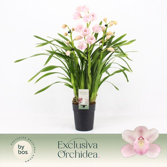 <h4>Cymbidium, Pink Bell 3-spike P14 'Exclusiva Orchidea'</h4>