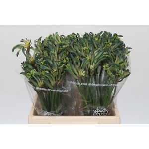 Anigozanthos Overig