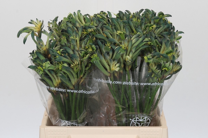 <h4>Anigozanthos Overig</h4>