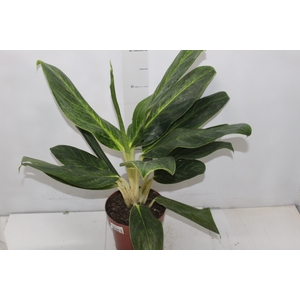 AGLAONEMA QUEEN P17