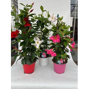 DIPLADENIA-HYBRID P14