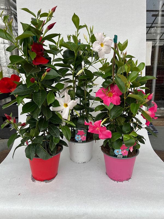 <h4>DIPLADENIA-HYBRID P14</h4>