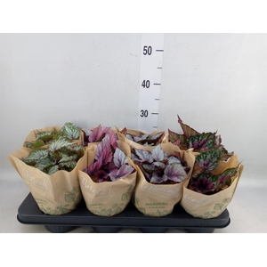 Begonia BD 'Beleaf'   ...mix