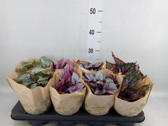 <h4>Begonia BD 'Beleaf'   ...mix</h4>