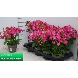 NICOTIANA OV
