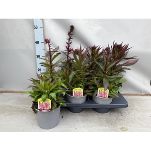 Lobelia speciosa 'Starship Dp Rose'