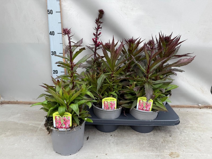 <h4>Lobelia speciosa 'Starship Dp Rose'</h4>