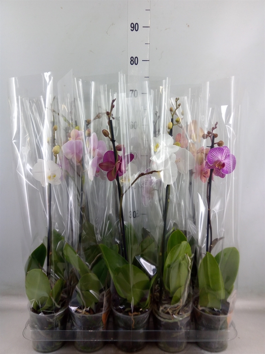 <h4>Phalaenopsis   ...mix  5</h4>