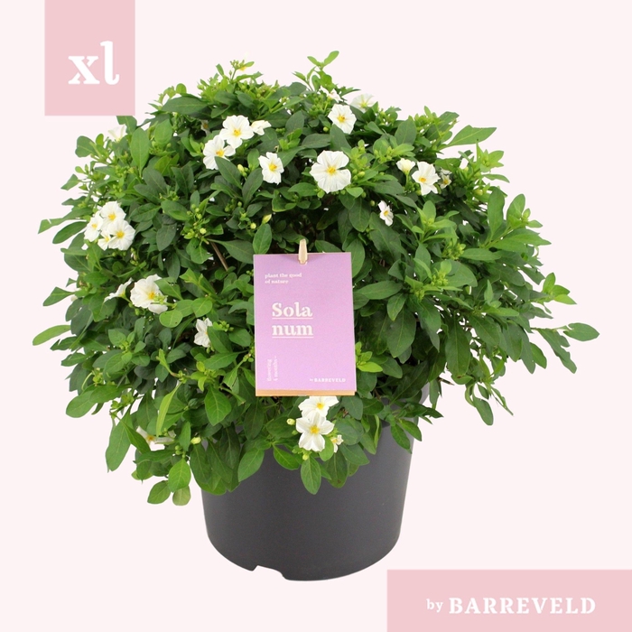 <h4>Solanum White Charles Struik</h4>