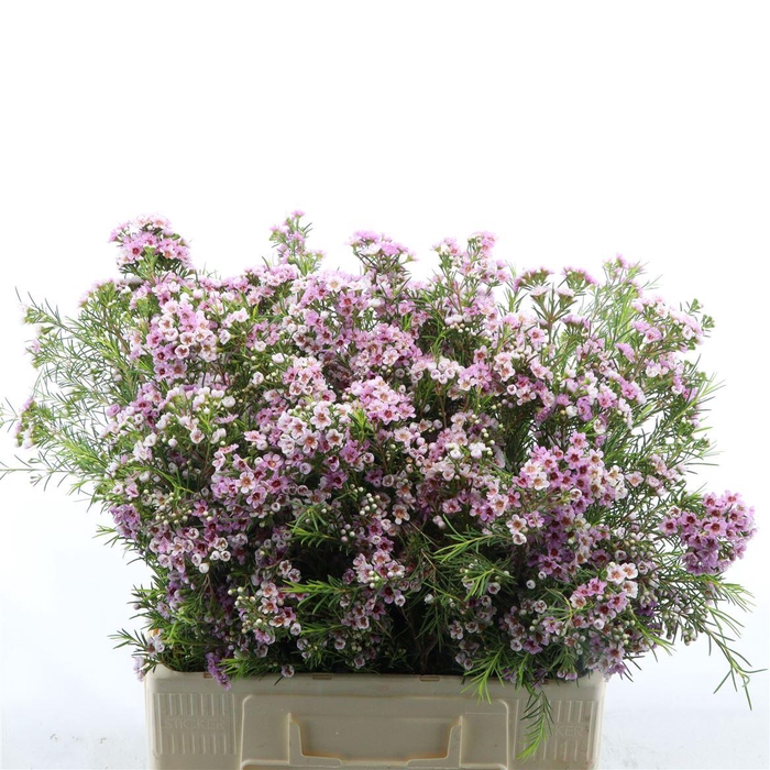 <h4>Chamelaucium Giselle</h4>