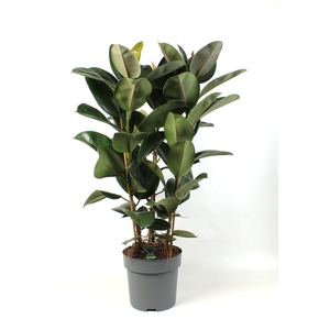 Ficus elastica Robusta