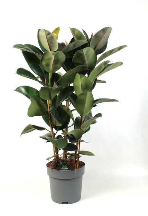 <h4>Ficus elastica Robusta</h4>