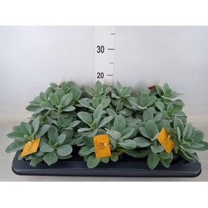 Senecio cephal. 'Mountain Fire'